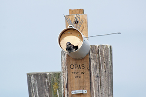 New PVC nest box